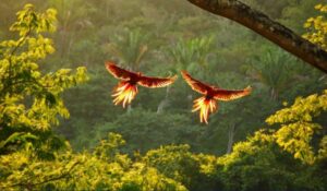 Luxury Bird Watching Tours Costa Rica Premium Packages