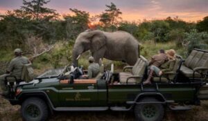 VIP Wildlife Encounters South Africa Luxury Safari
