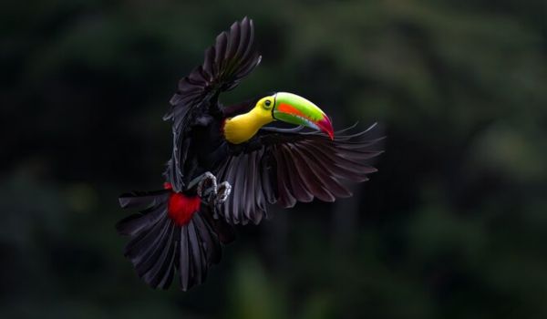 Luxury Bird Watching Tours Costa Rica Premium Packages