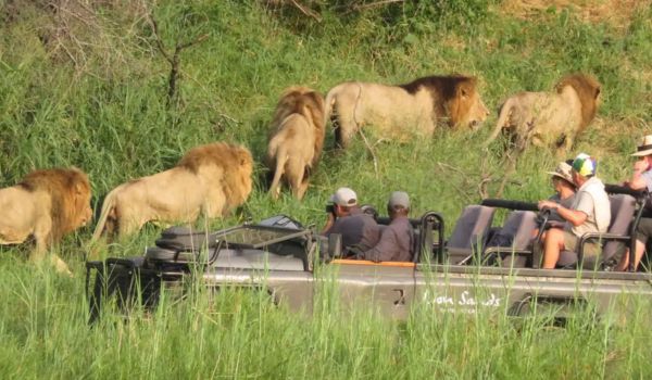 VIP Wildlife Encounters South Africa Luxury Safari
