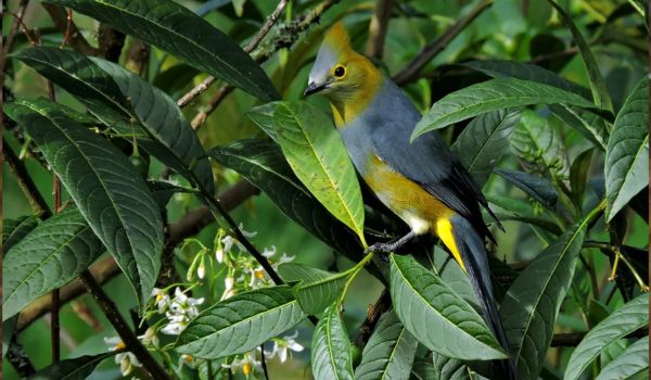 Luxury Bird Watching Tours Costa Rica Premium Packages