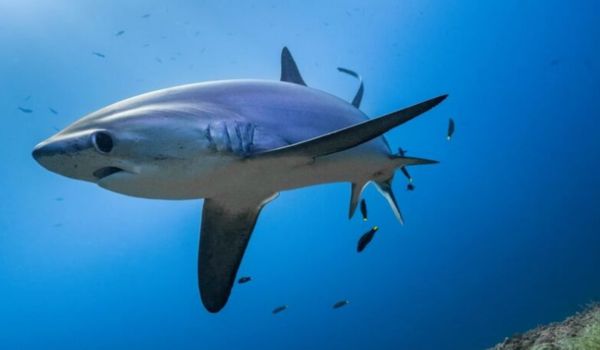 Private Marine Wildlife Tours Philippines Luxury