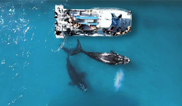 VIP Wildlife Encounters South Africa Luxury Safari